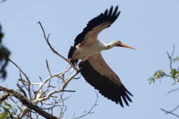 108 - Tanzania - Ciguenya volando - parque nacional lago Manyara